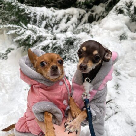 Snowy weather Dogs in the forest