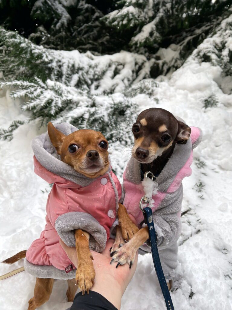 Snowy weather Dogs in the forest